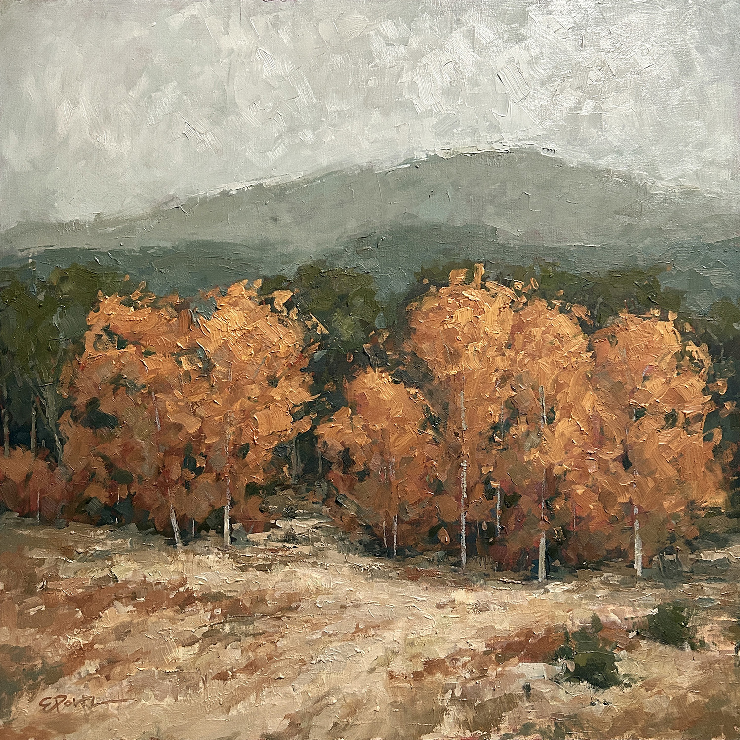 Into The Sycamores   IMG_3229